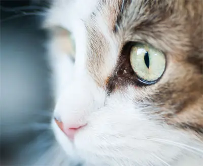 Gros plan sur un chat tigré et blanc aux yeux verts