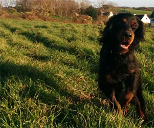 Mojito, setter Gordon noir et feu, courant dans l’herbe